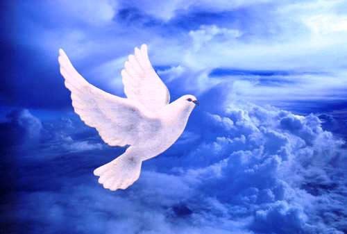 Улетающий голубь в небо