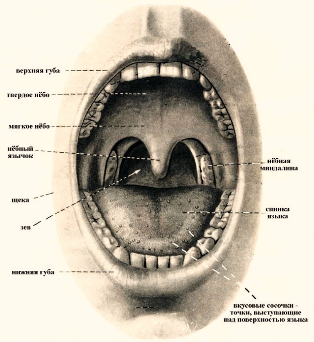 Задняя полость рта