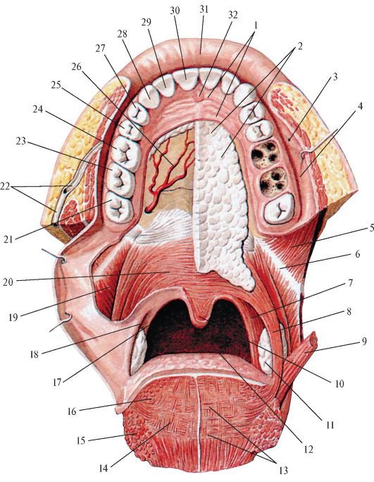 Глотка пронизана. Миндалины ротовой полости анатомия. Анатомия твердого неба верхней челюсти. Поперечные небные складки. Воспаление небной занавески.