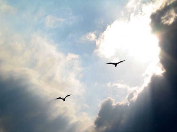 Две птички в небе