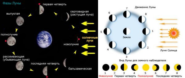 12 Фаз Луны