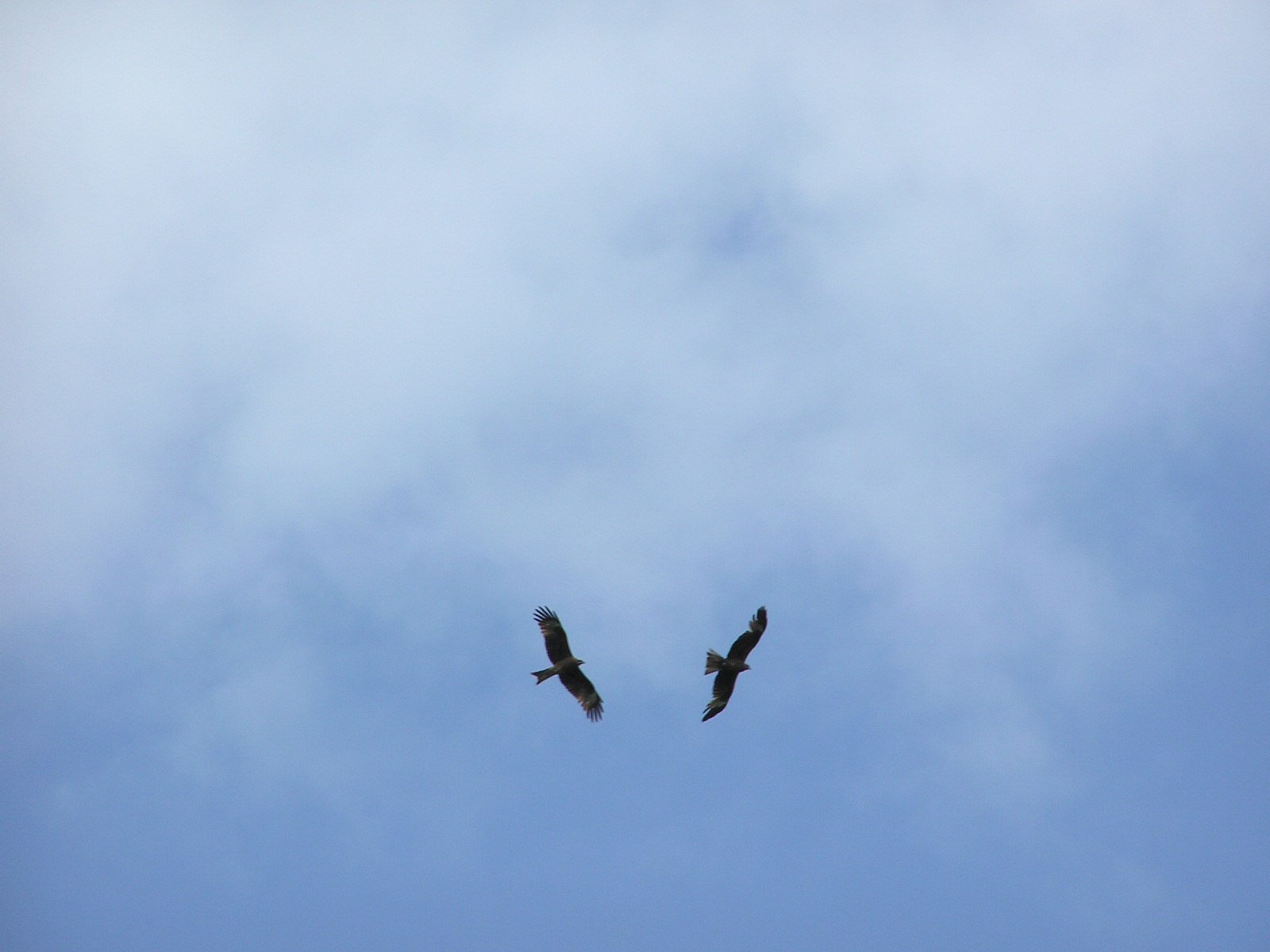 Парящая земля 2. Две птицы в небе. Два орла в небе. Несколько птиц в небе. Орел в небе.