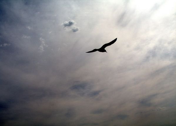 Улетающие вдаль птицы