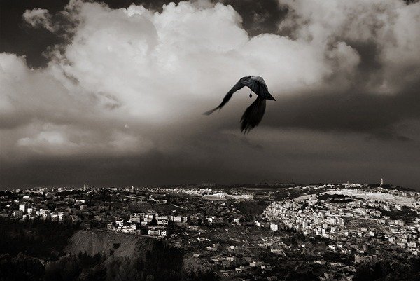 Птицы над городом