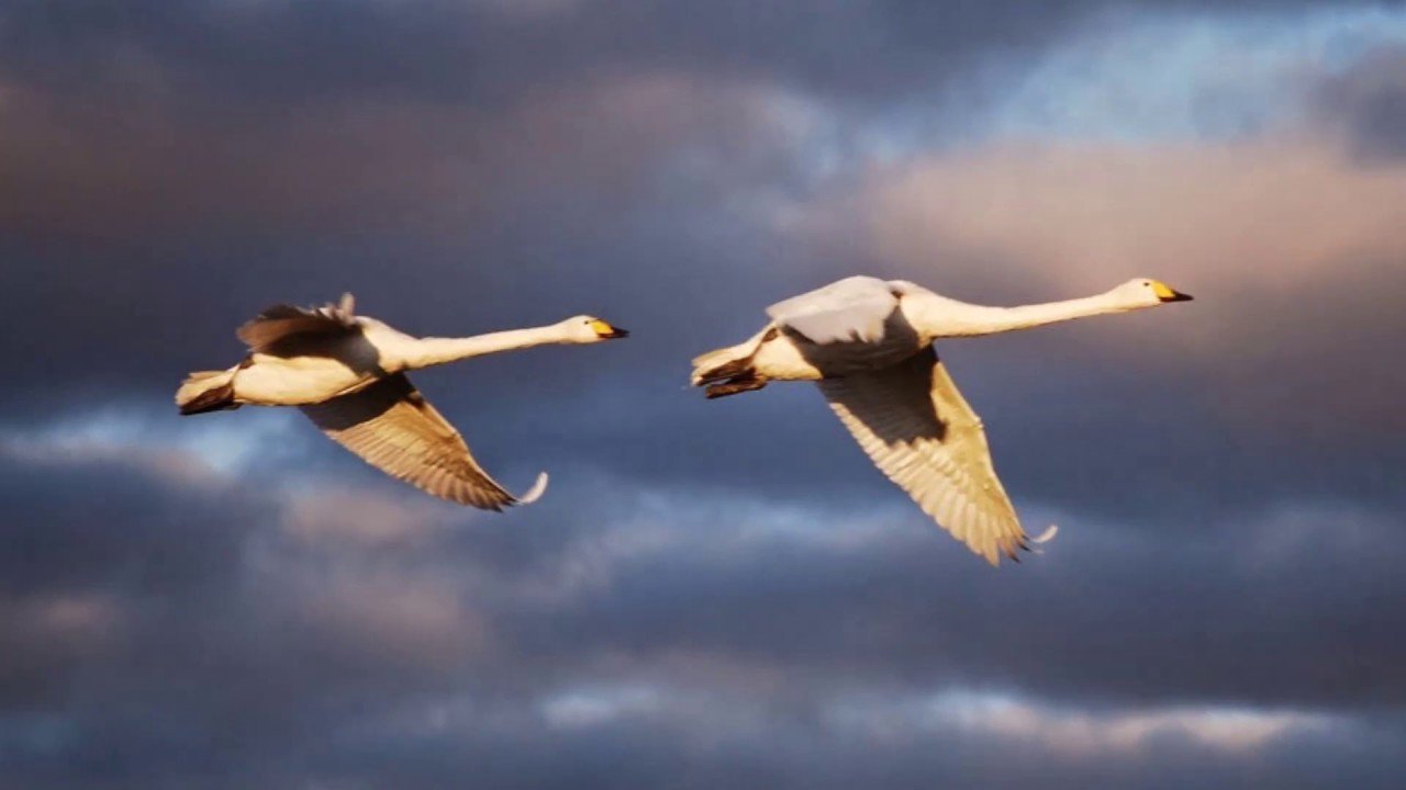 Лебедушка летала песня. Полет лебедя. Лебеди в небе. Лебедь в полете. Стая лебедей в полете.