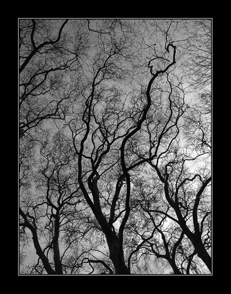 Корни дерева