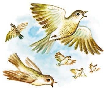 Жаворонки рисунок