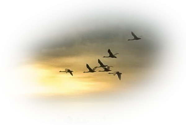 Картинки клин журавлей в небе для детей (60 фото)