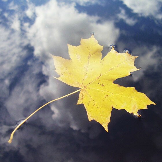 Листья в воздухе