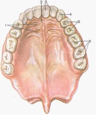 Небные ямки твердого неба