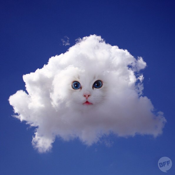 Кот облачко