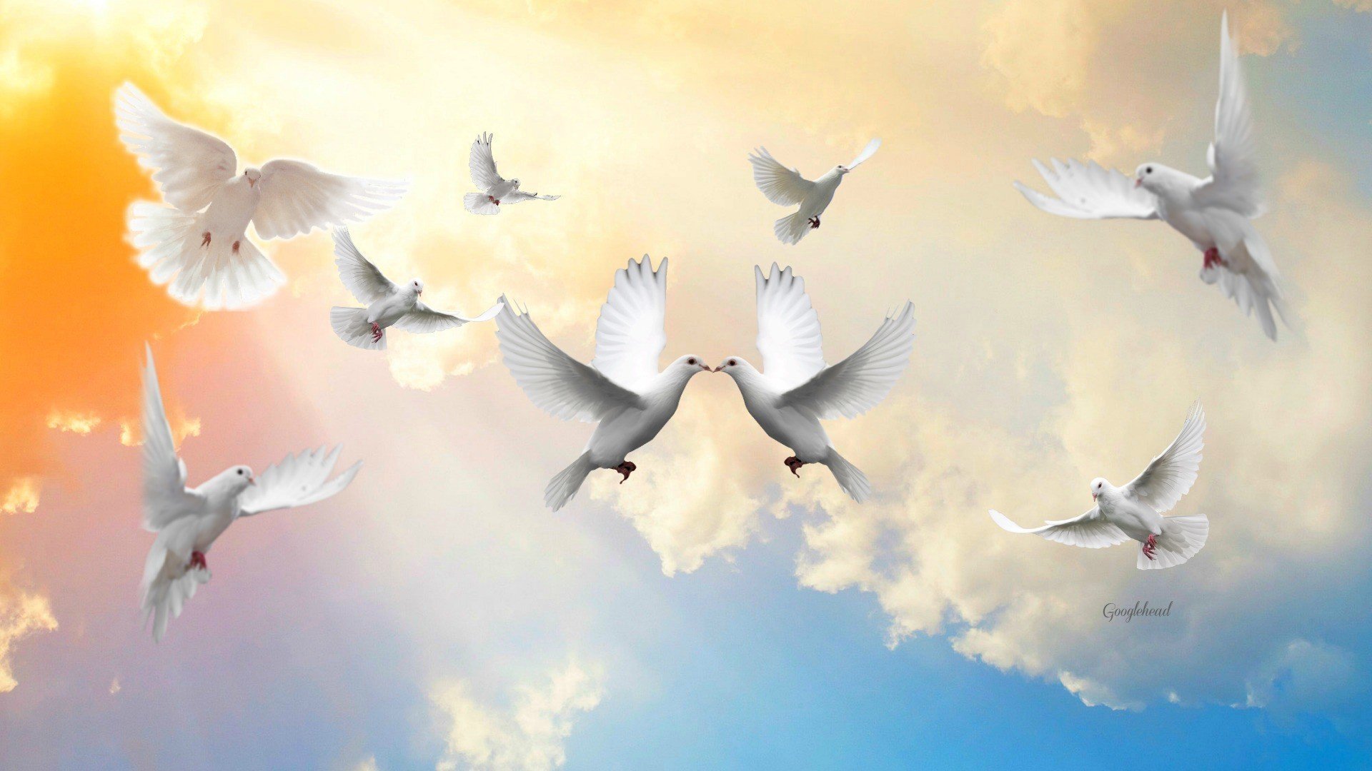 Белыми голубями летите к маме домой. Голуби в небе. Голубь обои. Небо с голубями фон. Мирное небо.