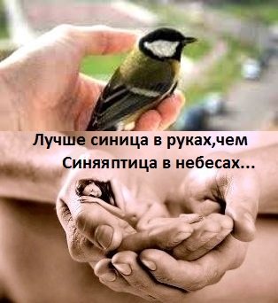 Самая маленькая синица и лучшая певица фото