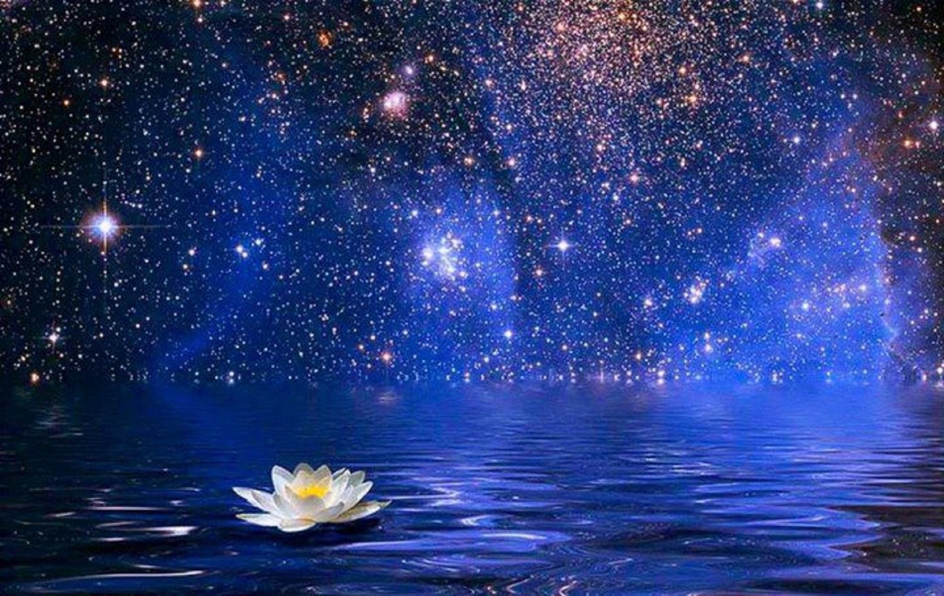 Звон звезд. Ночной цветок. Звезды в воде. Ночь цветы звезды. Сказочная ночь.