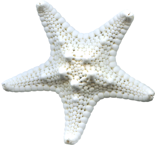 Белая морская звезда