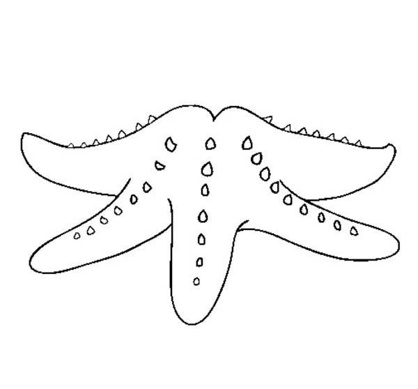 Морская звезда трафарет