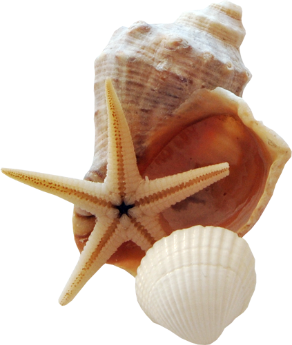 Морская звезда и ракушки