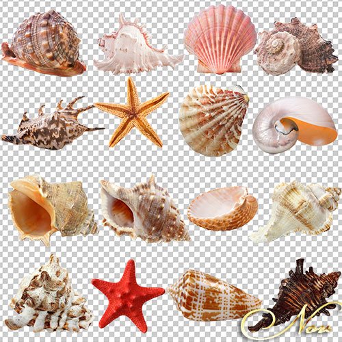 Наклейка ракушки и морские звезды