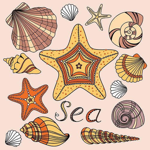 Морские звезды ракушки вектор