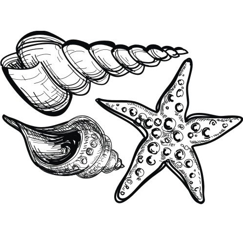 Морская звезда