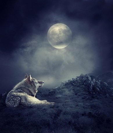 Волк и Луна