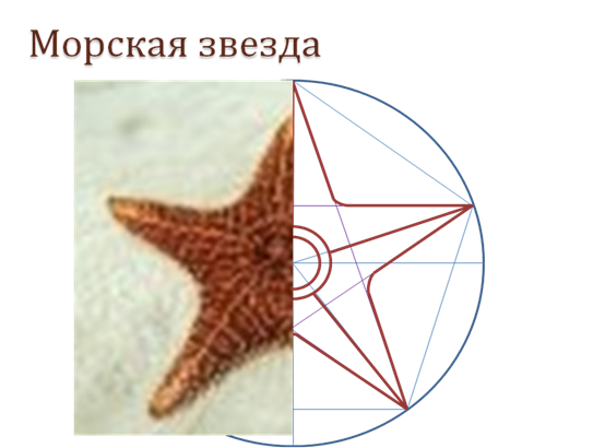 Морская звезда симметрия