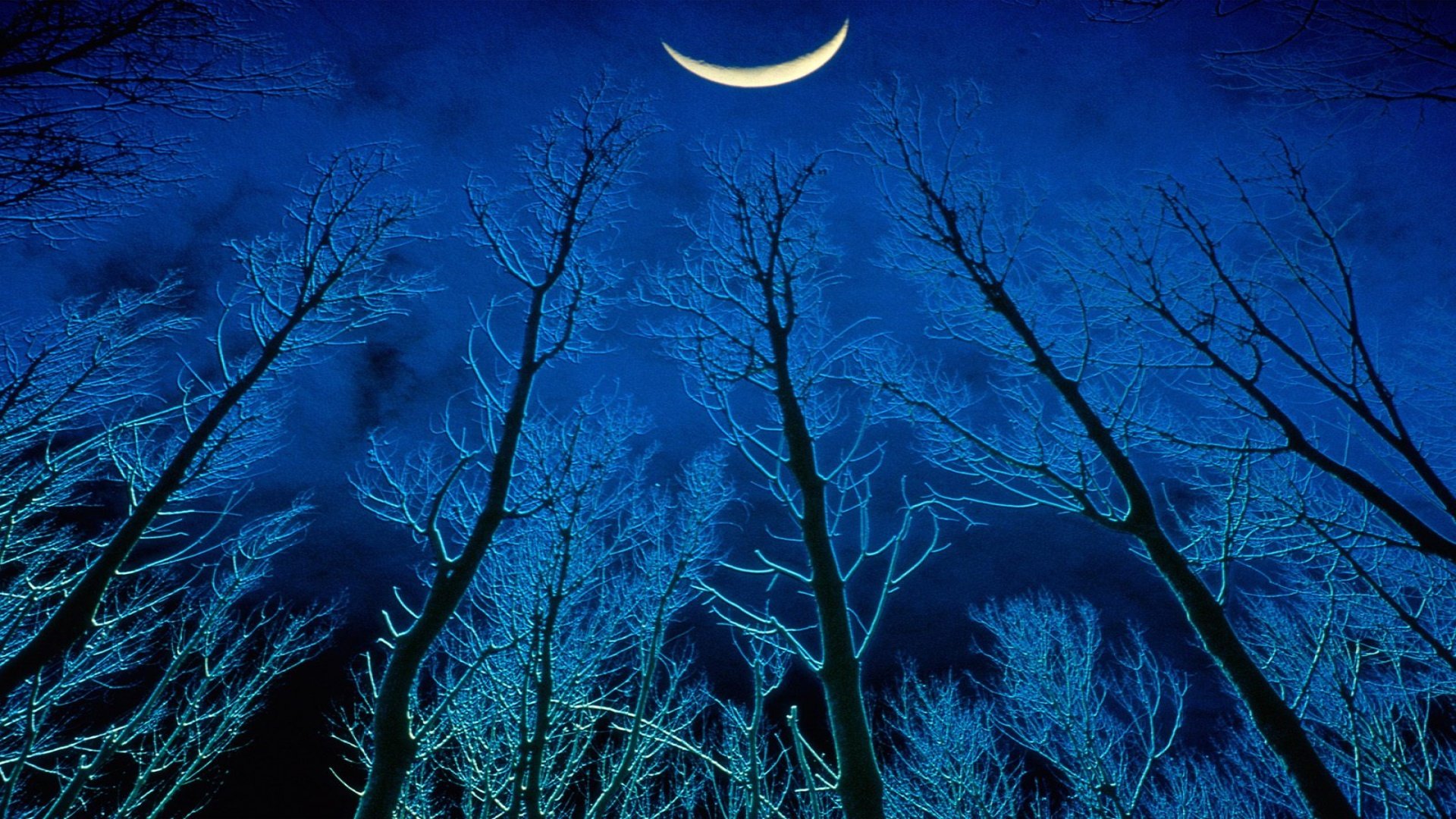 В городе траур висит тишина небо. Ночной лес. «Ночь в лесу». Ночь месяц. Луна зимой.