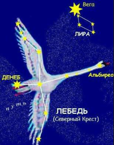 Созвездие лебедь рисунок