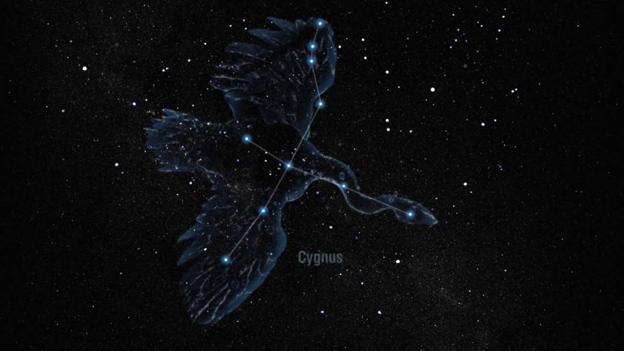 Созвездие лебедь Денеб. Cygnus Созвездие. Денеб звезда в созвездии лебедя. Астеризм созвездия лебедь.