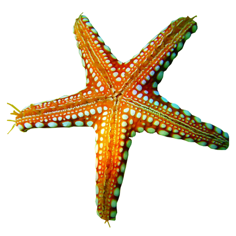 Морская звезда картинка