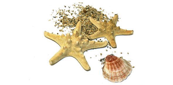 Морская звезда анимация на прозрачном фоне