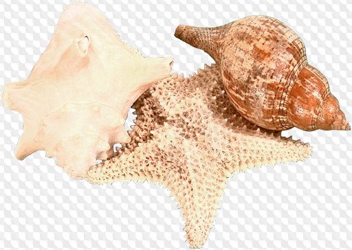 Морские звезды ракушки на прозрачном фоне
