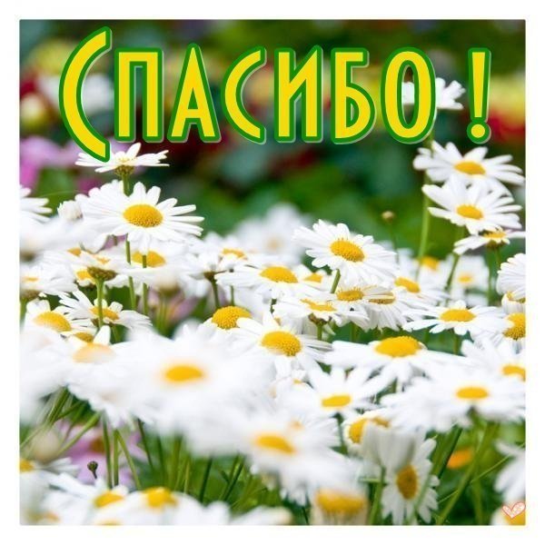 Открытки спасибо с ромашками