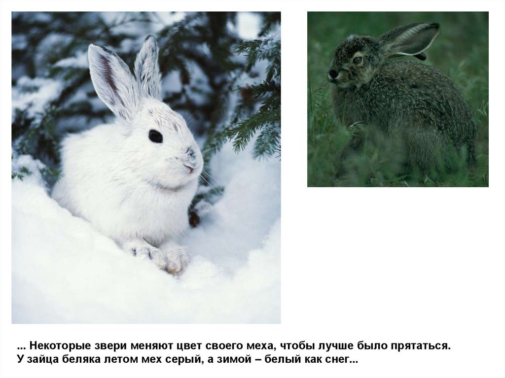 Линька зайца при изменении длины светового дня. Заяц Беляк зимой и летом. Животные которые меняют шубку зимой. Животные меняющие окраску. Животные меняющие окраску зимой.