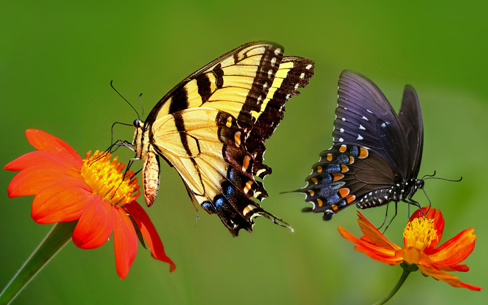 Про лета бабочка. Бабочка на цветке. Красивые бабочки на цветах. Картинки на рабочий стол бабочки. Лето бабочки.