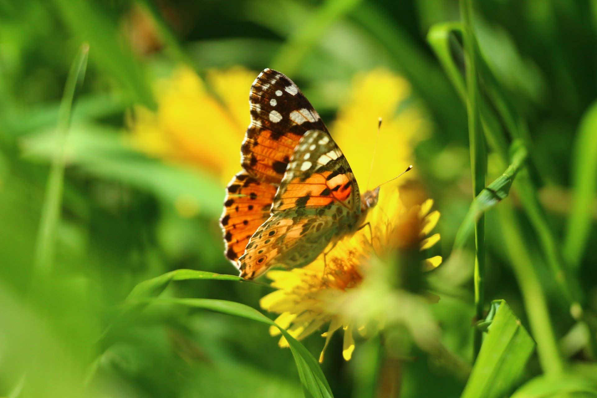 Про лета бабочка. Лето бабочки. Картинки на рабочий стол бабочки. Бабочки в природе. Летние цветы с бабочками.