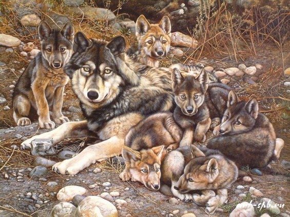 Пазл Равенсбургер волки