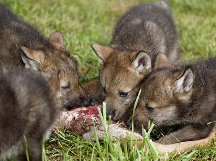На площадке молодняка играли 5 волчат. Волк с волчатами. Детеныш волка. Волчица с волчатами.