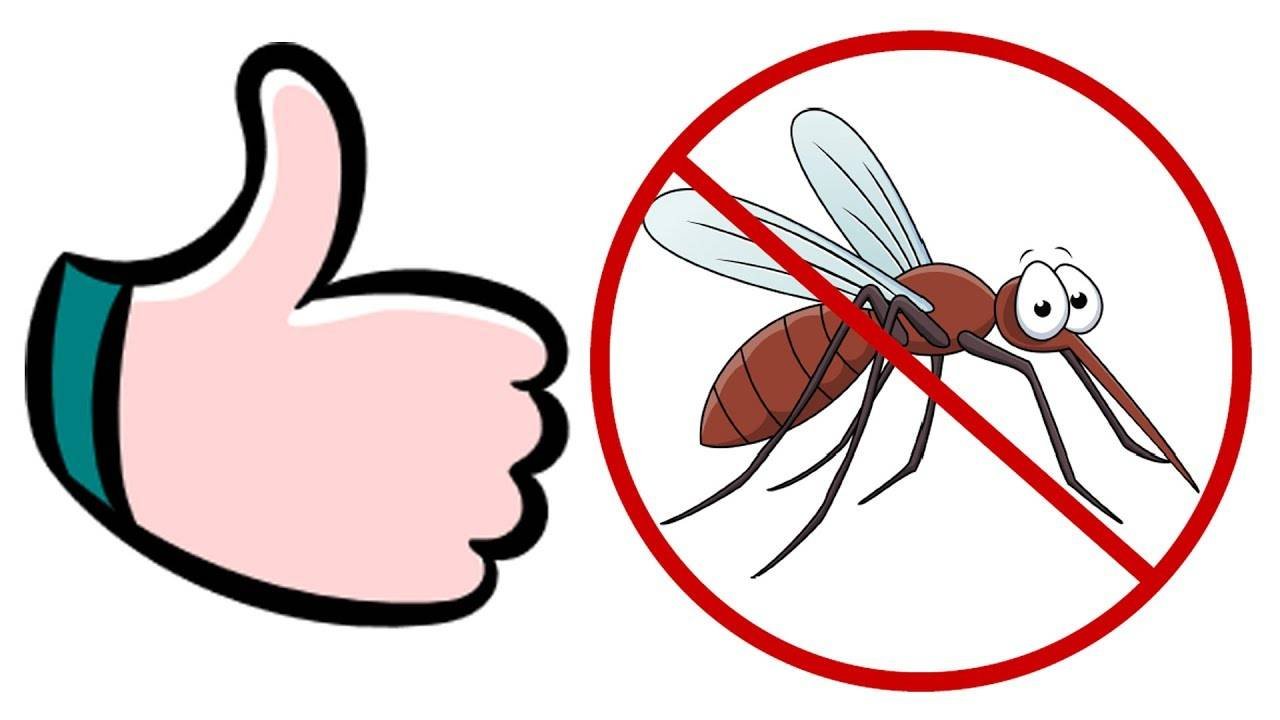 Укусы насекомых помочь. Комары и мошки. Защита от укусов комаров.