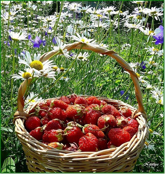 Корзина дары лета