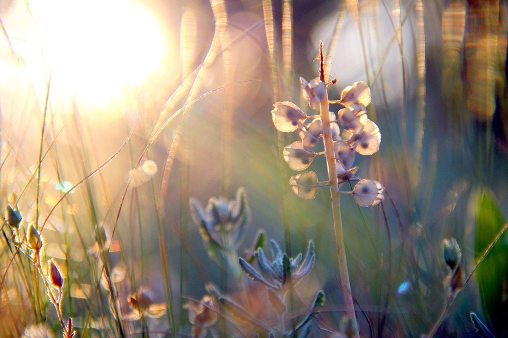 Нежные цветочки песня. Нежный цветок. Нежность природа. Нежные солнечные цветы. Утренняя свежесть цветы.