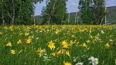 Пейзаж степи Забайкалья саранки