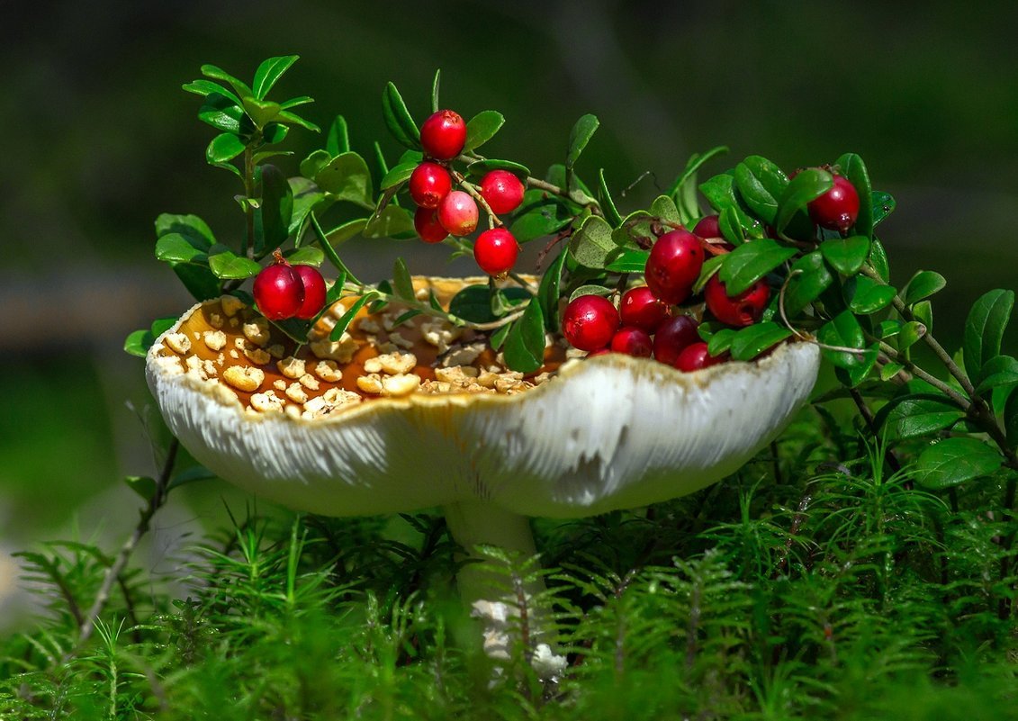 Хорошего дня уходящего лета. Грибы и ягоды. Лес грибы ягоды. Доброго августоыского дея. Грибы и ягоды летом.