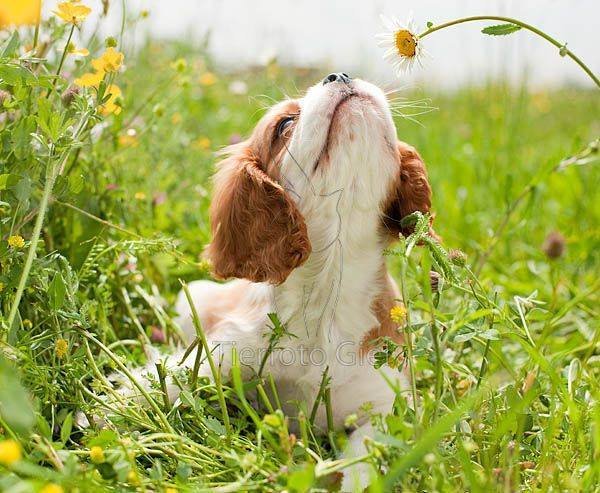 Собака унюхала