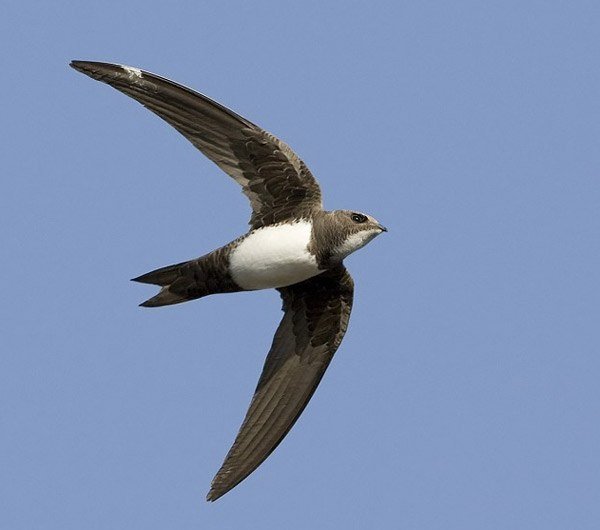 Стриж Перелетная птица