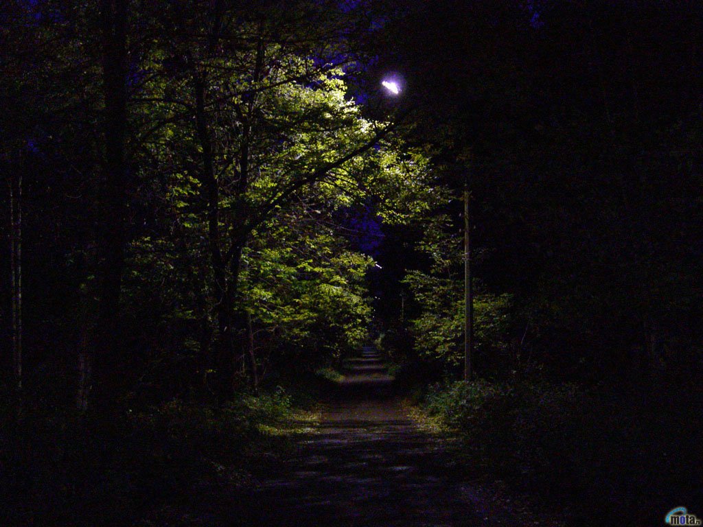 Ночью в лесу 3 класс