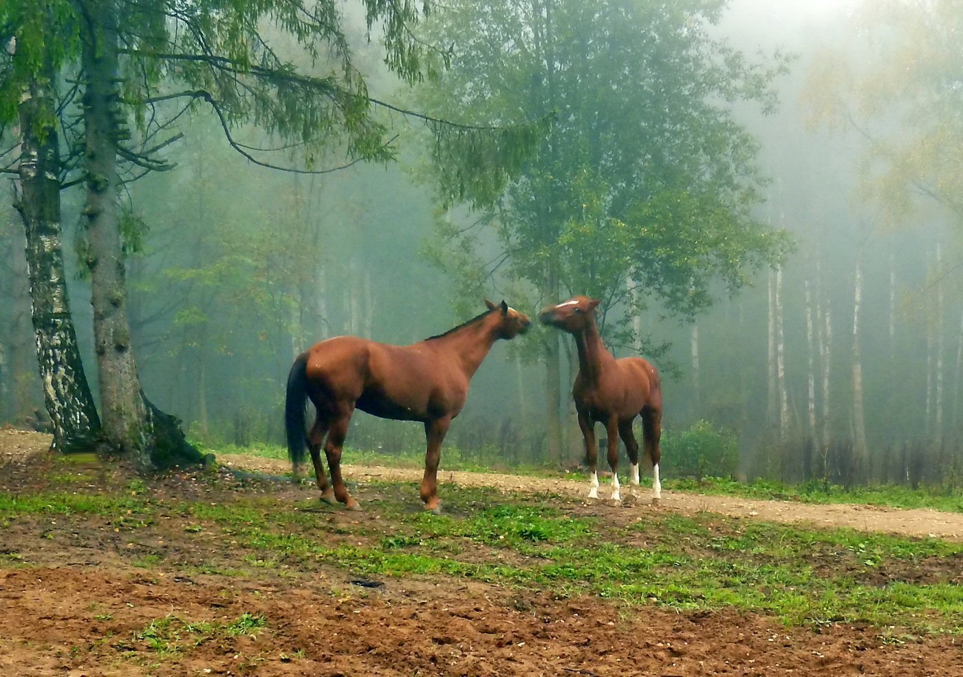Красивые лошади раскраска - 72 фото