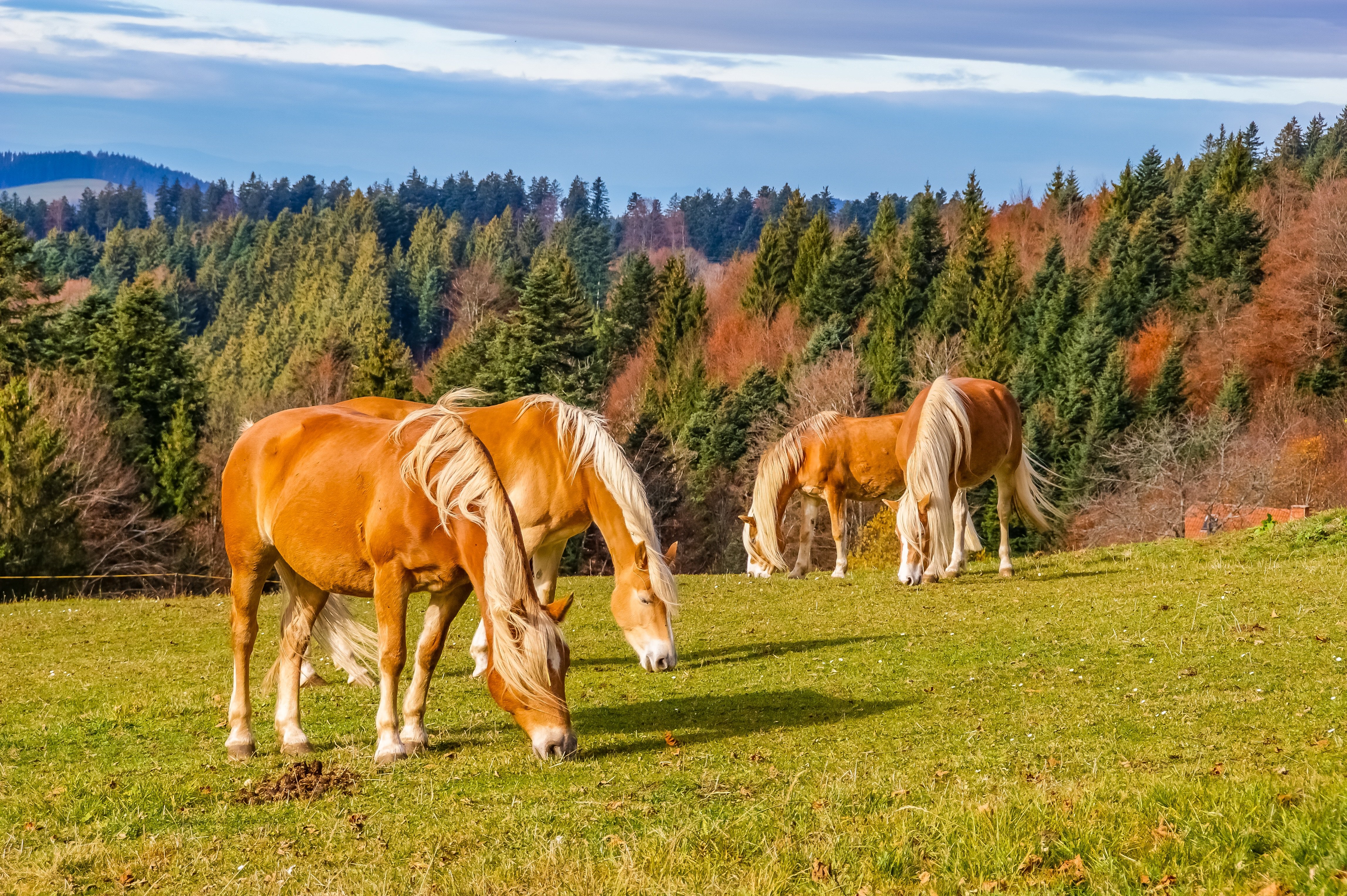 Horses fall. Лошади породы Шварцвальд. Лошади на природе. Пейзаж с лошадьми. Красивые пейзажи с лошадьми.
