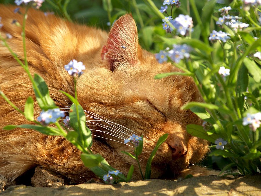 Весенняя лень. Кошка в цветах. Рыжие коты и цветы. Весенние рыжие коты.