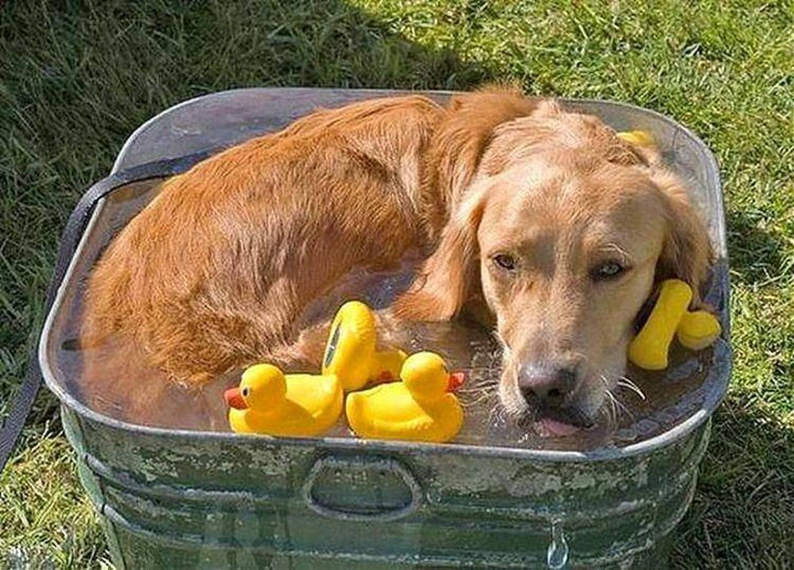 Как спасаться от животных. Собака спасается от жары. Лето жара животные. Собаке жарко. Собака в жару.